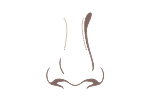 Gently rounded nasal bridge illustration showing a soft curved bridge profile