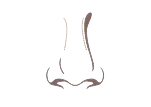 Gently rounded nasal bridge illustration showing a soft curved bridge profile