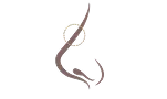 Naturally lower nasal bridge illustration showing a softer bridge along the midline